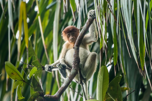 Kuching - Young and curious proboscis monkey