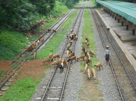 Myanmar - Verkeer op de spoorbaan
