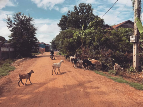 Cambodja - Chaos on the road