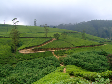 Sri Lanka - Theeplantages