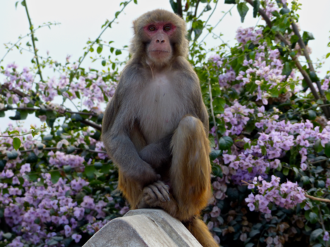 Nepal - photogenic monkey