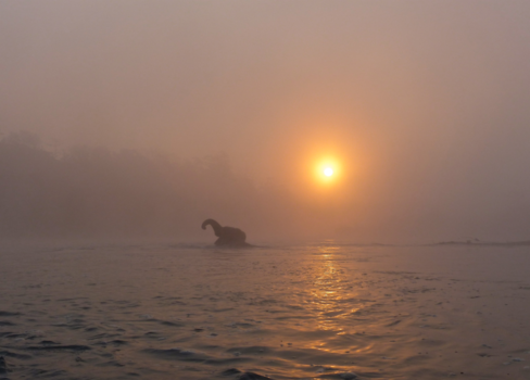 Nepal - Chitwan national park