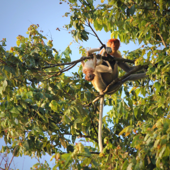 Rondreis door Maleisisch Borneo - Smile like a monkey!