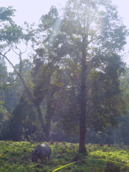 Chitwan National Park