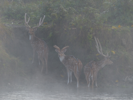 Chitwan National Park