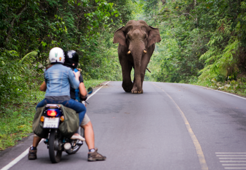 Khao Yai National Park - Tegenligger
