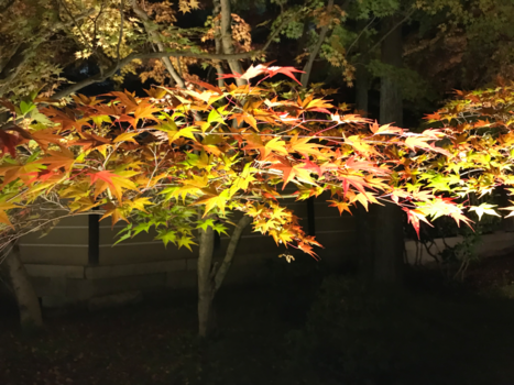 Japan - Autum in Kyoto