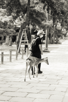 Japan - An Unlikely Friendship in Nara