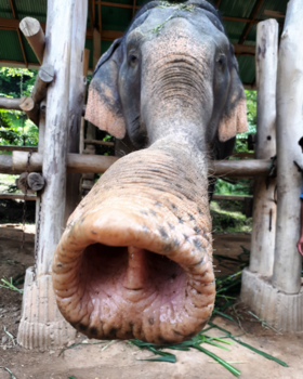 Chiang Mai - Nice to meet you !