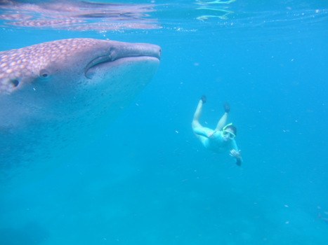 Filipijnen - Walvishaai Selfie