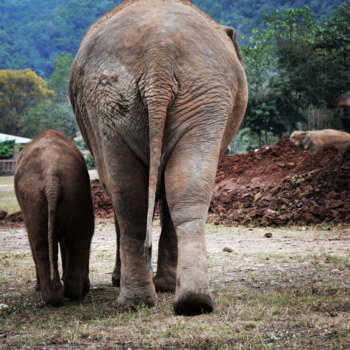 Chiang Mai - Elephant nature park