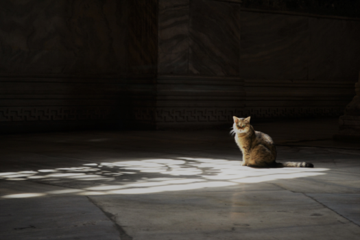 Istanbul - Haghia Sofia: Holy Cat