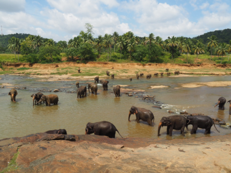 Sri Lanka - Elephantastic, Sri Lanka