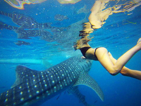 Filipijnen - Waleshark diving