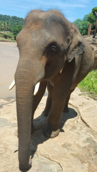 Sri Lanka - Olifanten weeshuis