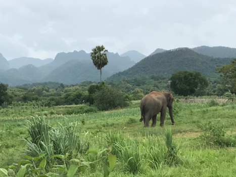 Rondreis Thailand in twee weken - Grote viervoeter