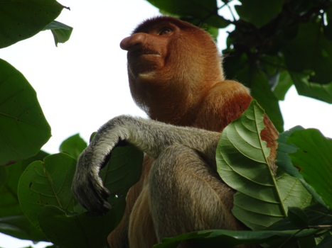 Rondreis door Maleisisch Borneo - Neusaap in Bako NP