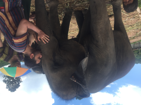 Chiang Mai - Olifanten verzorgen