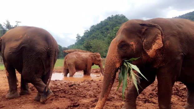 Thailand - Happy family