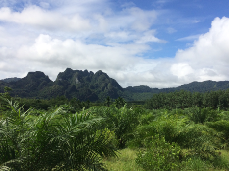 Khao Sok National Park - The forest