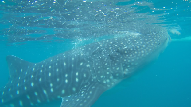 Filipijnen - Whaleshark encounter Cebu