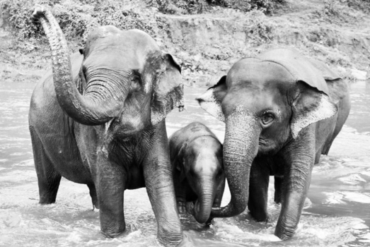 Rondreis Thailand in vier weken - Elephant nature parc