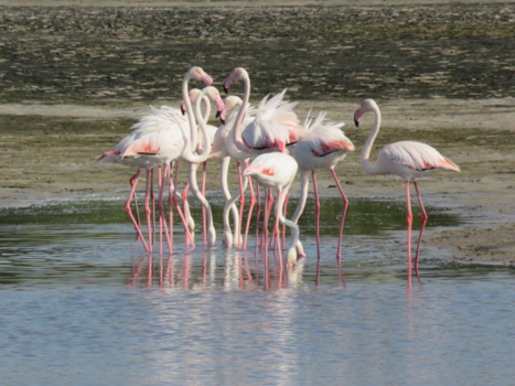 Dubai - Flamingo’s in the wind