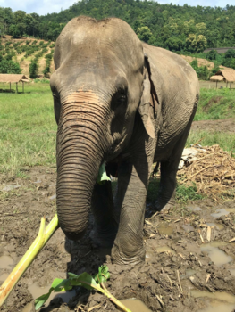 Thailand - CHIANG MAI