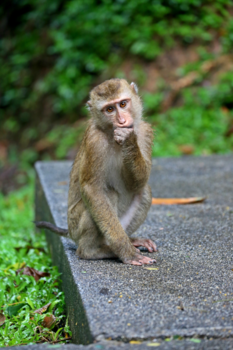 Phuket - Monkeyhill Phuket Town