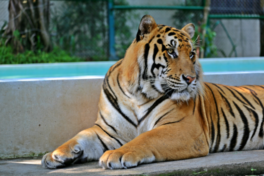 Phuket - Tiger Kindom Chiang Mai