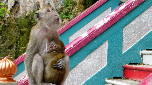 Kuala Lumpur - Het zijn net mensen