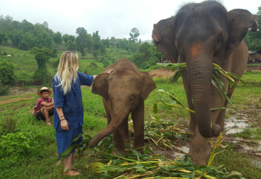 Thailand - Nature's great masterpiece the elephant!