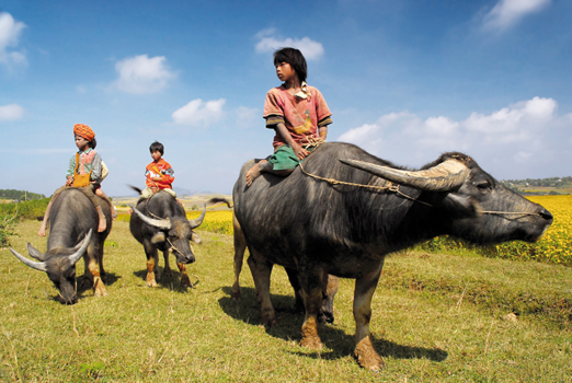 Myanmar - Kids & Cows (Nyaungshwe)