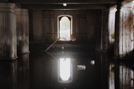 Sri Lanka - Lovebirds