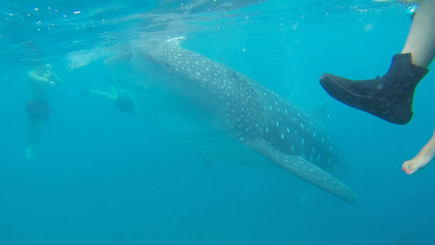 Boracay - Whaleshark oslob