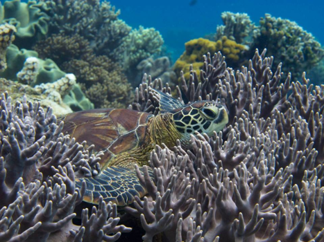 Filipijnen - Chillen in het koraal