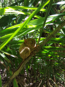 Filipijnen - It's not a monkey !