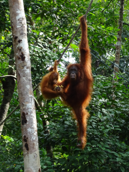 Rondreis door Maleisisch Borneo - Moeder en kind