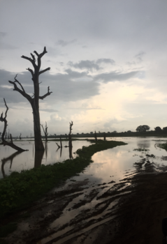 Sri Lanka - Yalapark in de namiddag