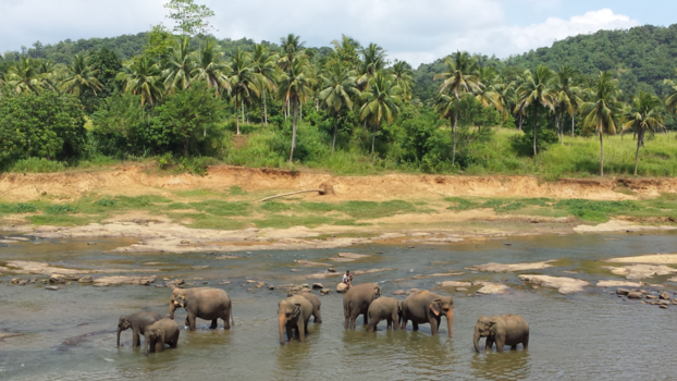 Sri Lanka - Badende olifanten in Sri Lanka