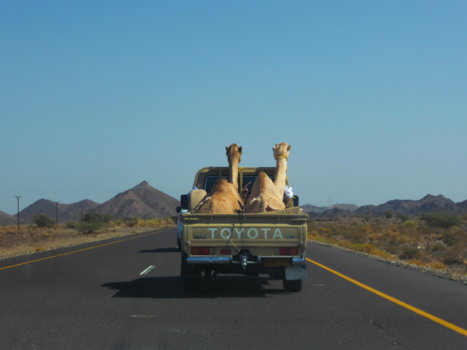 Nizwa - Met 160 km/u op weg naar een kamelenrace