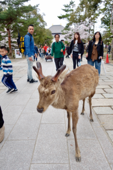 Nara - Japan in his eyes