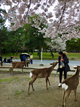 Nara - “Dit smaakt naar meer!”