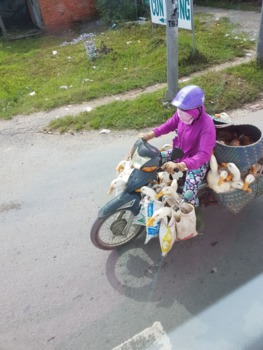 Vietnam - Alles past op een scooter!