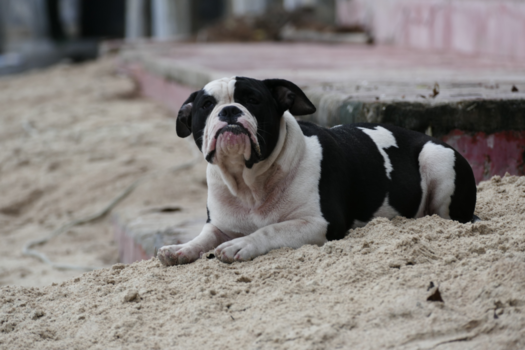 Rondreis Thailand & Cambodja - Beach dog Koh Tao Thailand