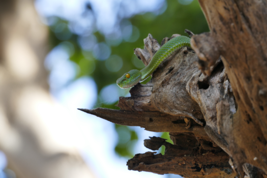 Rondreis Thailand & Cambodja - Jungle tour nationaal park Thailand