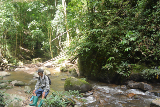 Thailand - Green dream