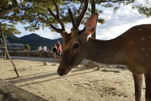 Miyajima - oh deer..