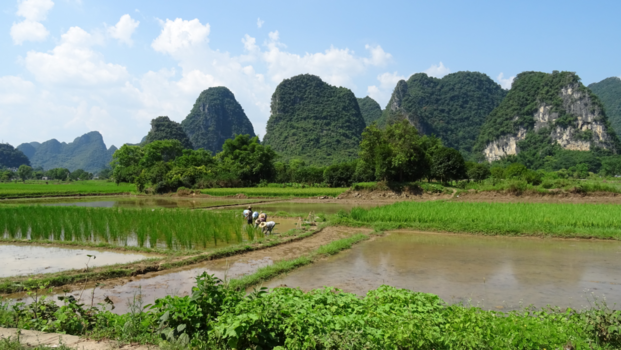 China - Rijstboeren aan het werk bij Yangshuo