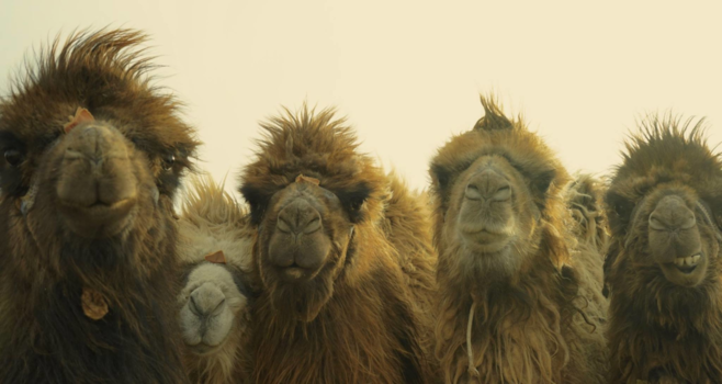 Mongolië - Curious Camels